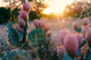 A plant with small pink flowers in warm light