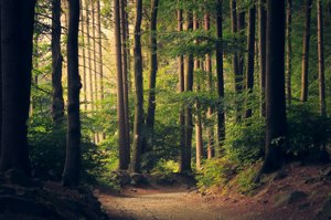 Sunlight filtering through tall trees onto a dirt forest path
