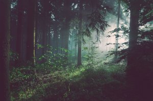 Fog drifting through a dense evergreen forest